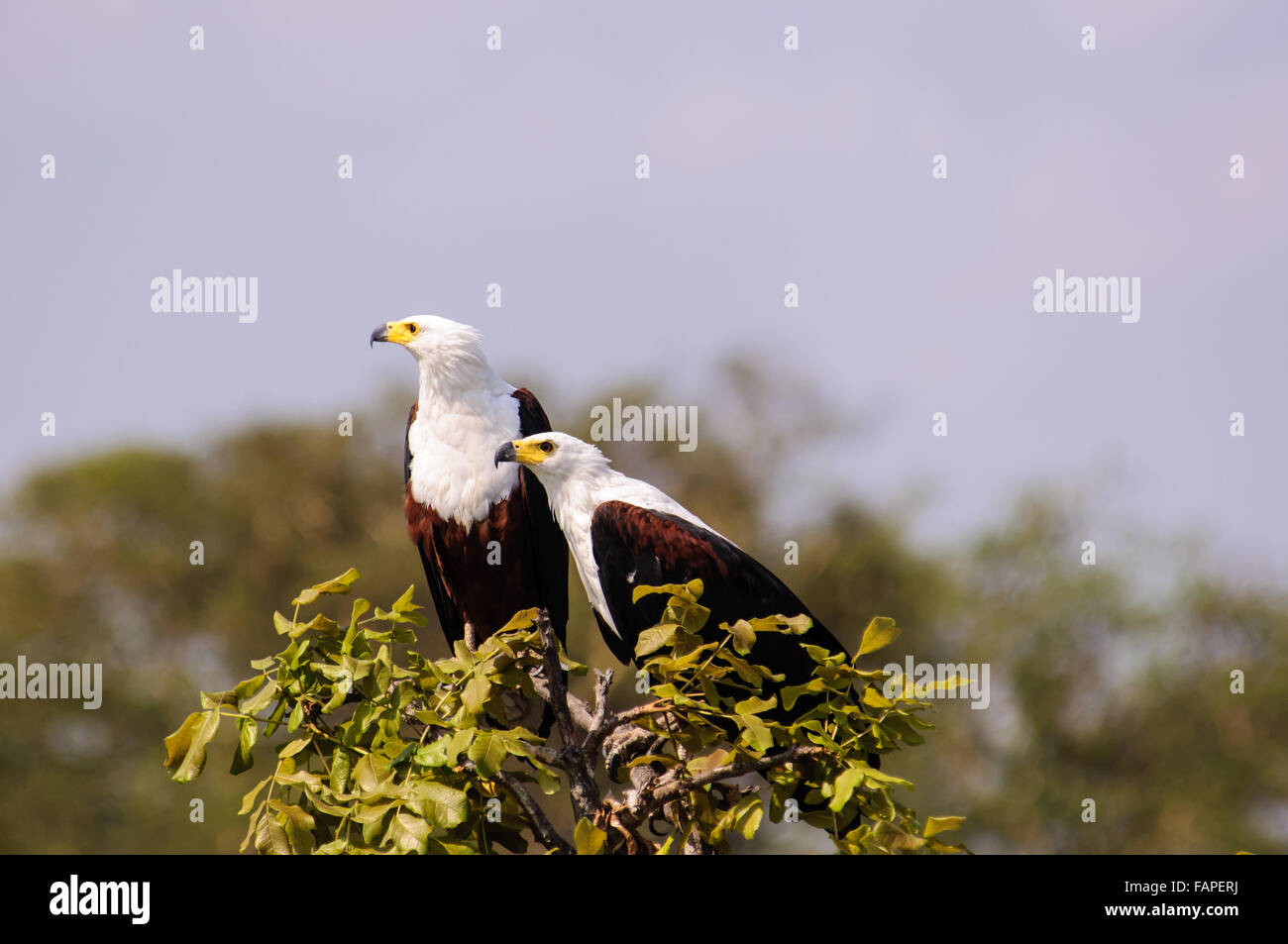 Two African fish Eagles perched on the top of a tree Stock Photo
