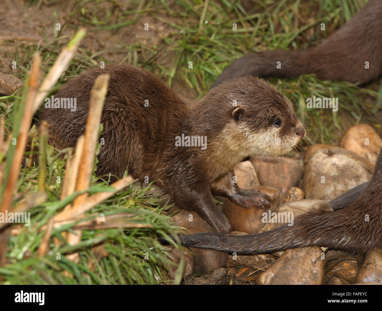 A baby of Oriental Short Clawed Otter Stock Photo