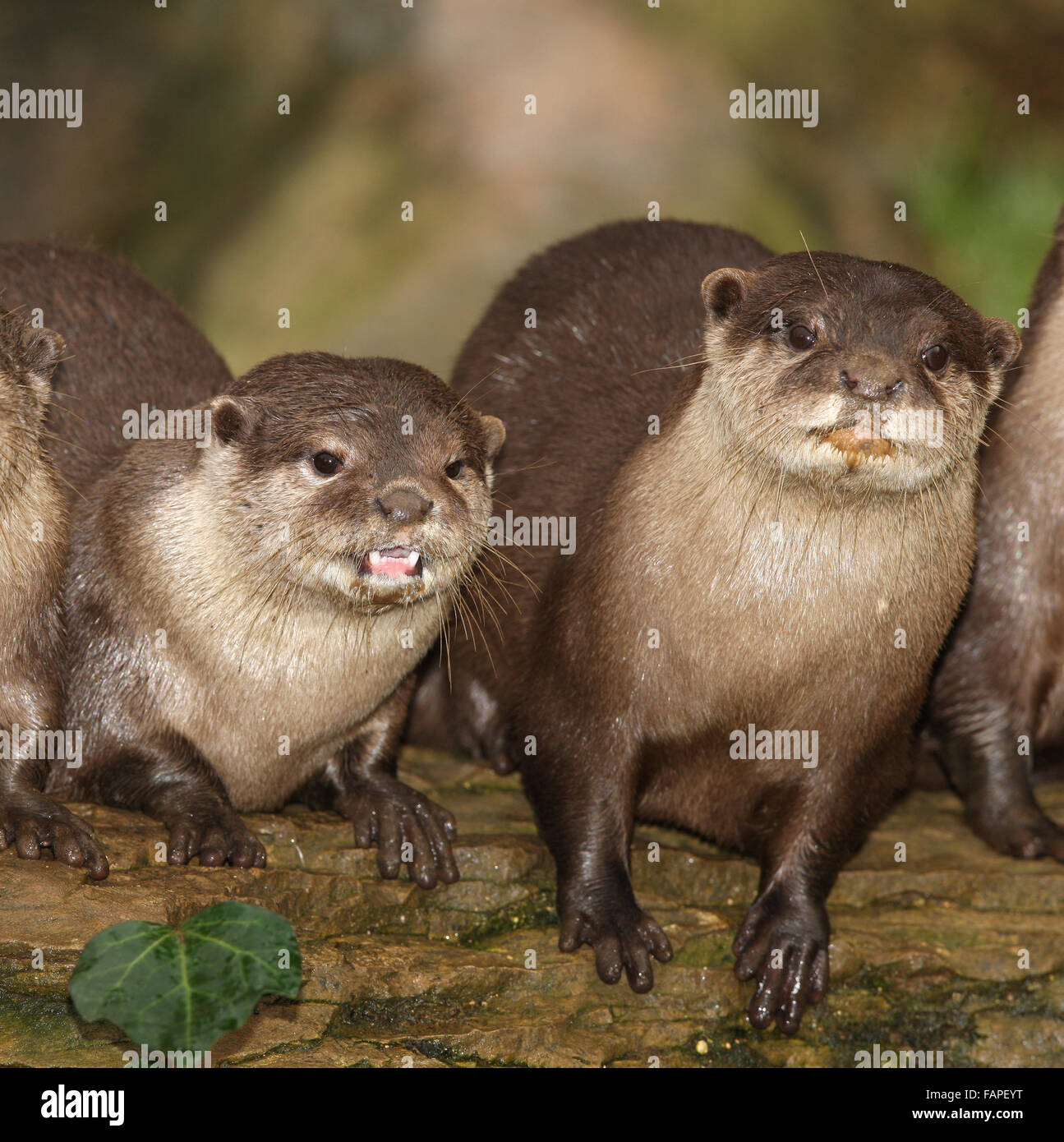 A family of Oriental Short Clawed Otters Stock Photo