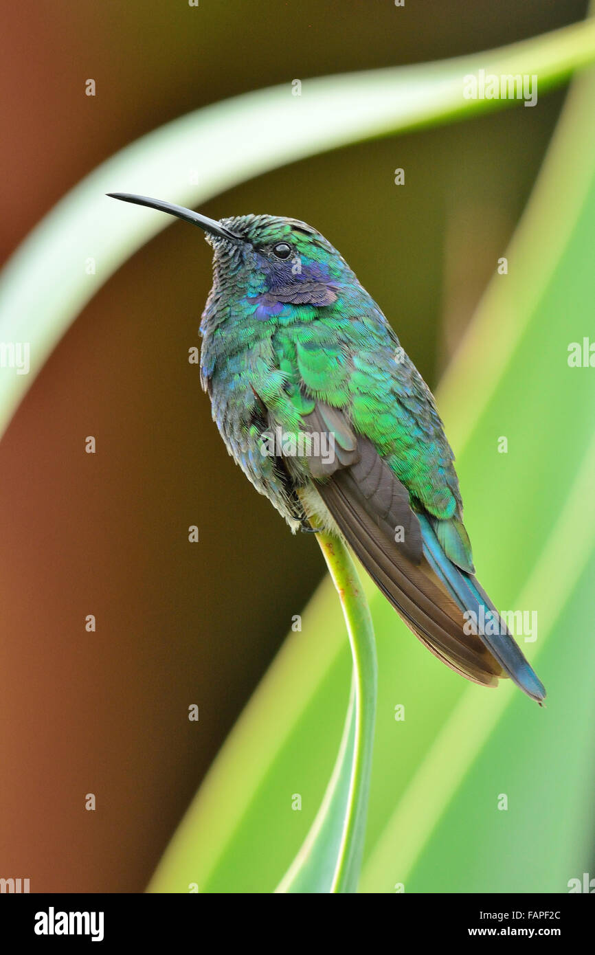 hummingbird-green-crowned-brilliant-on-the-leave-in-costa-rica-forest