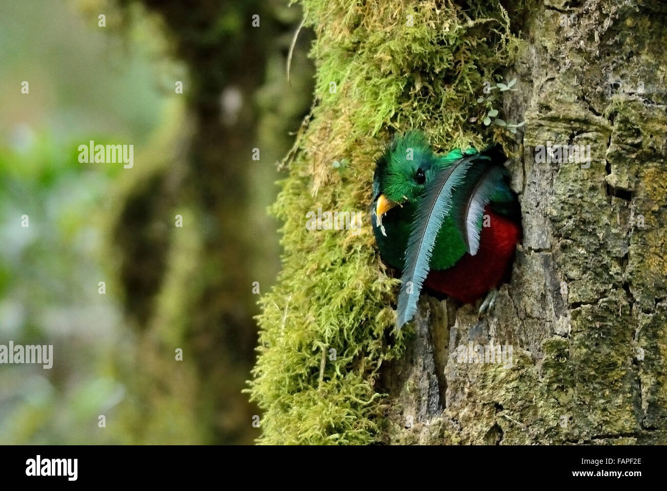 Resplendent Quetzal on the nest in Costa Rica's cloud forest Savegre ...