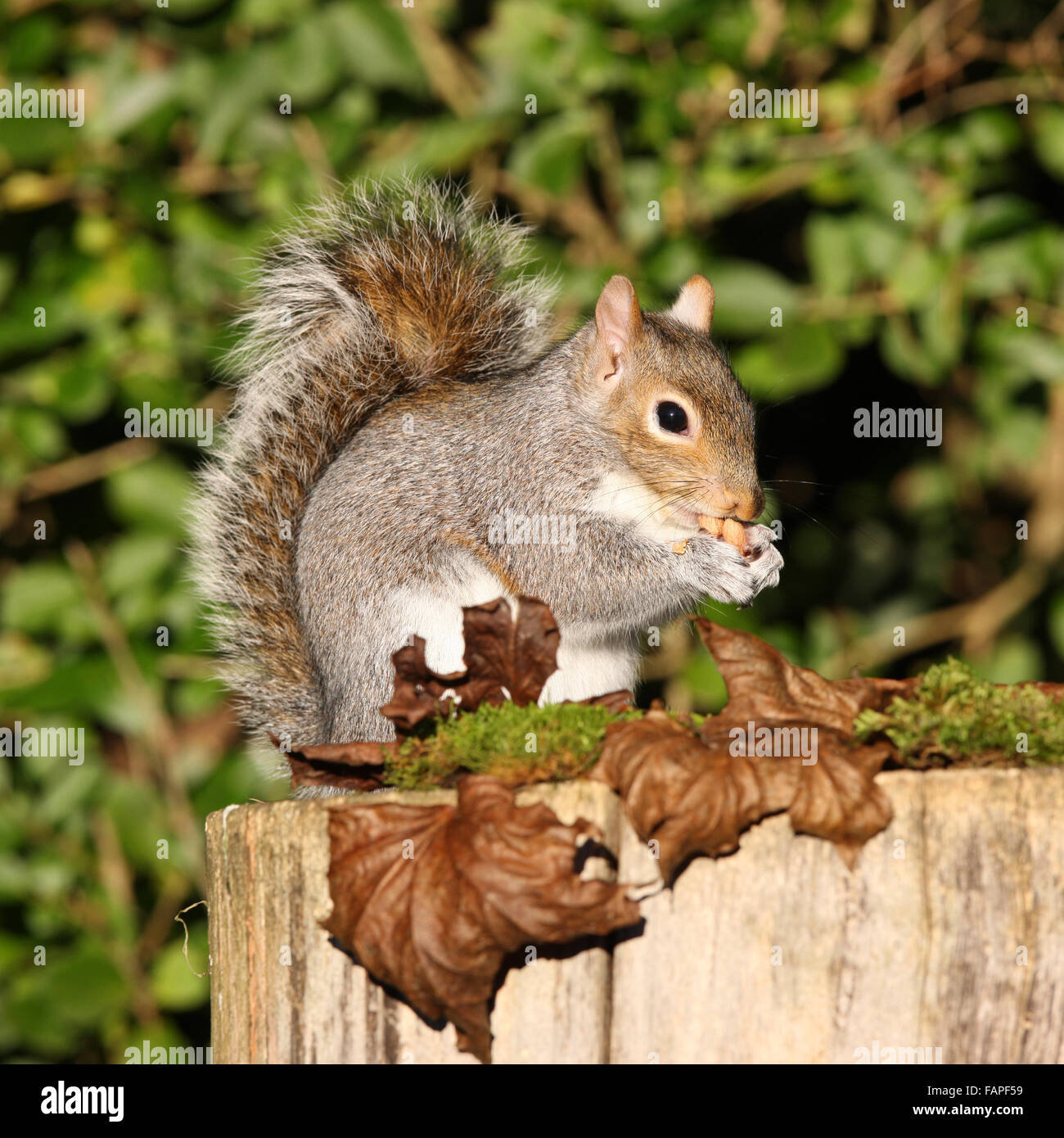 Portrait of a Grey Squirrel eating nuts on a tree stump in autumn Stock