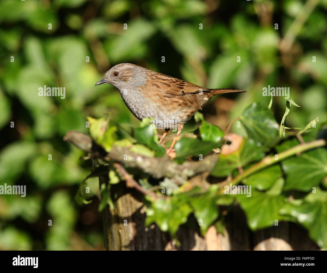 Portrait of a Dunnock Stock Photo
