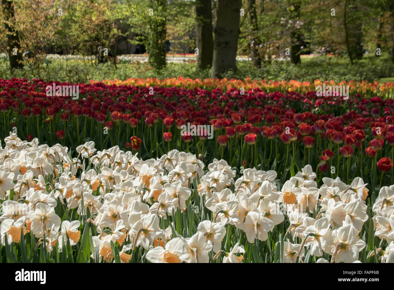 Keukenhof spring garden, Holland Stock Photo