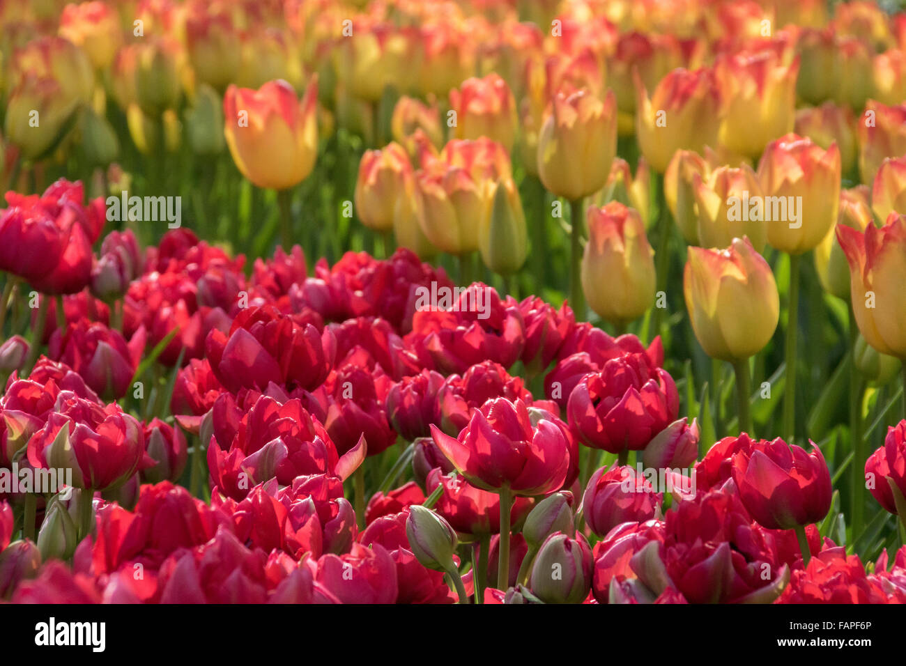 Keukenhof spring garden, Holland Stock Photo