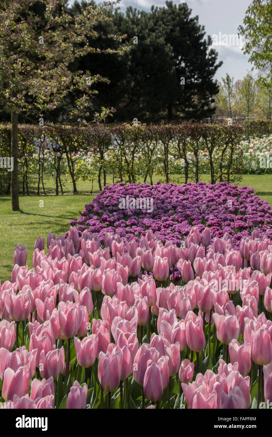 Keukenhof spring garden, Holland Stock Photo