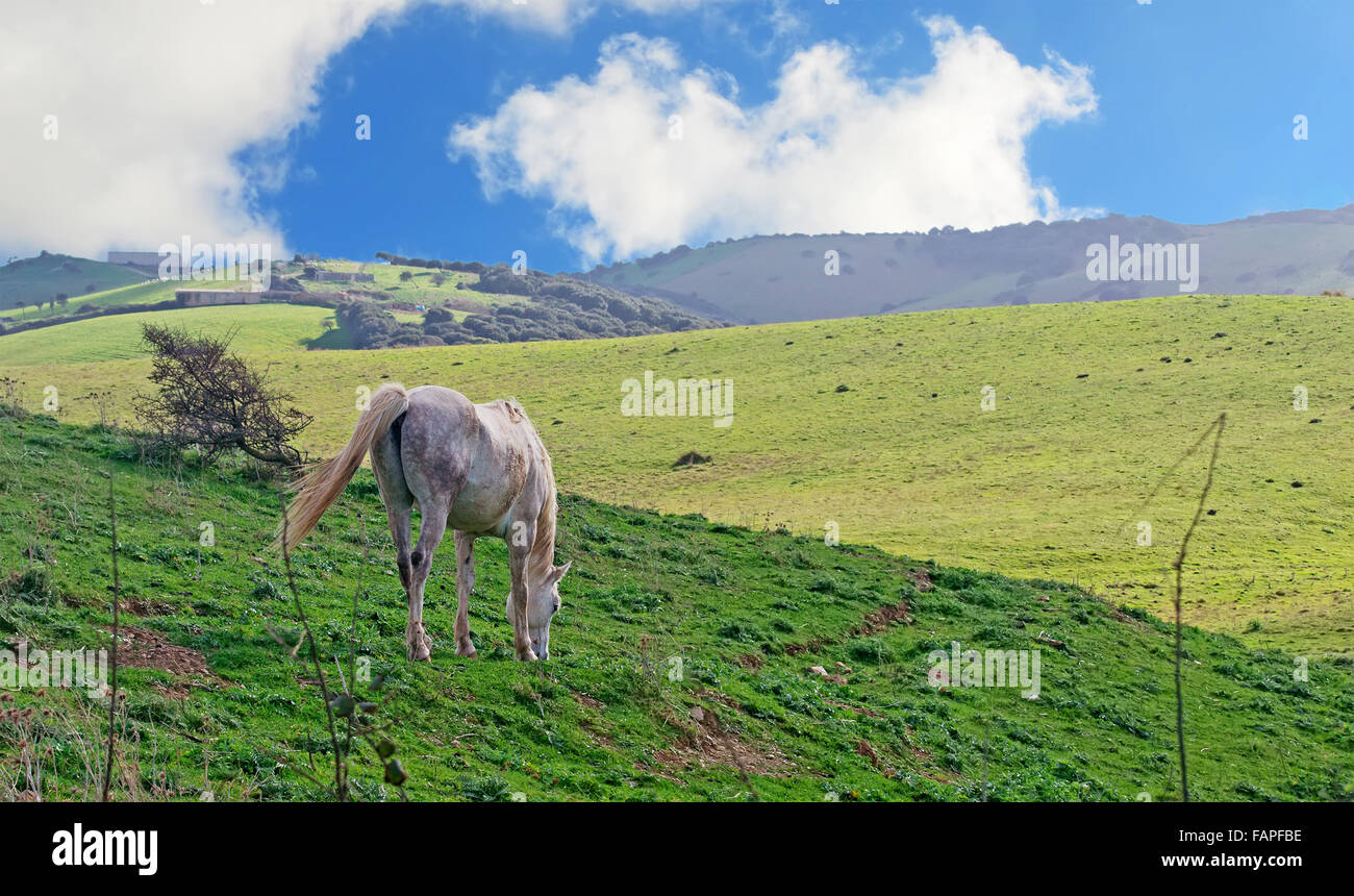 white horse grazing in a green field Stock Photo - Alamy
