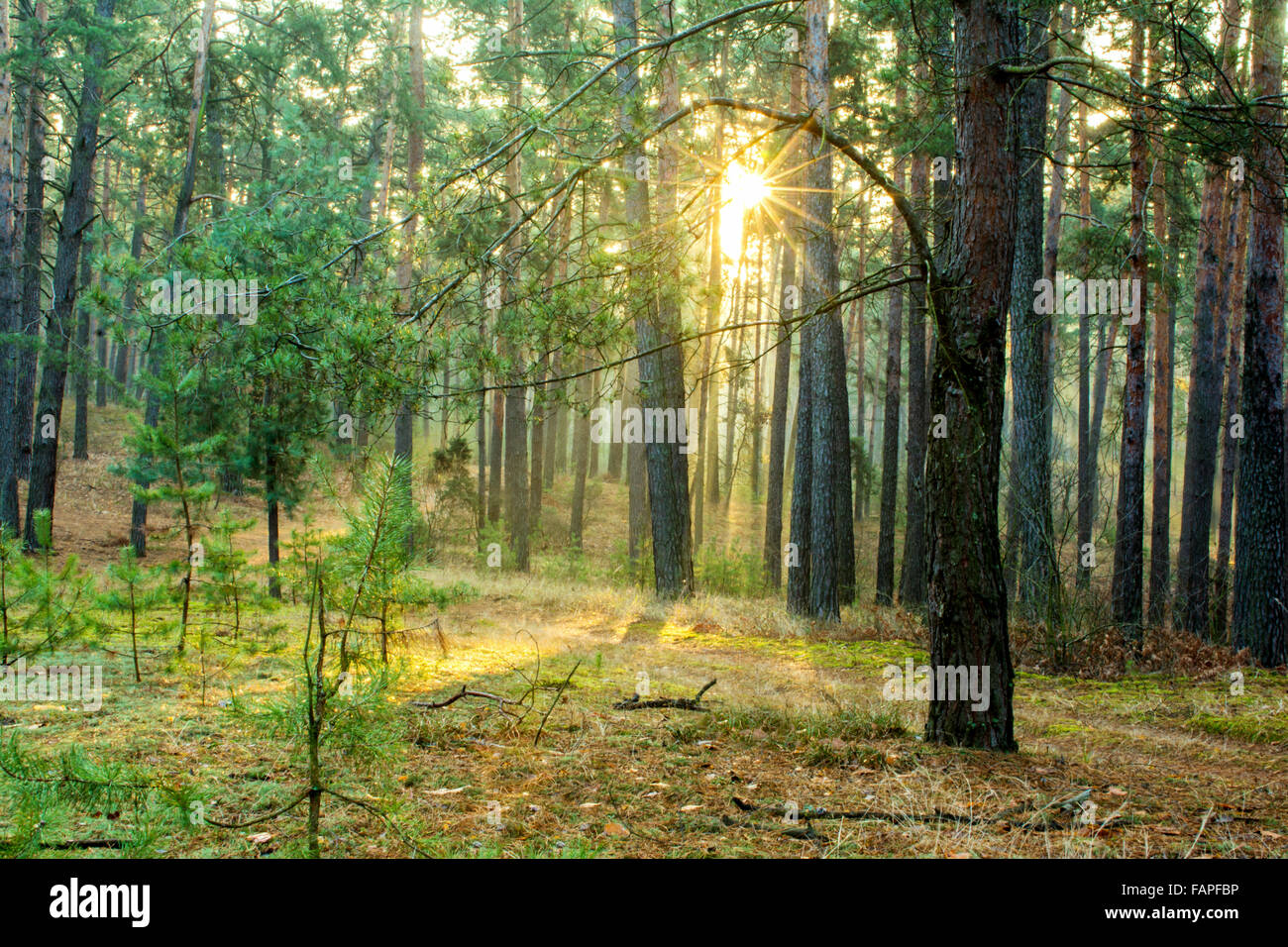 Pine forest with the last of the sun shining through the trees Stock ...