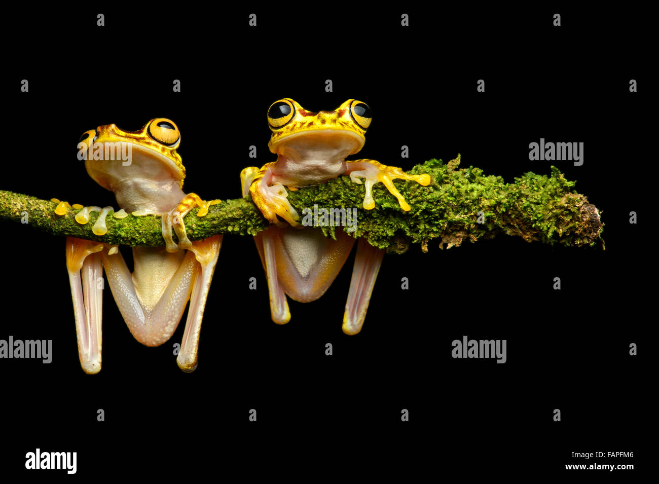 Two Imbabura Treefrogs (Hypsiboas pictuator), Treefrog family (Hylidae), Choco rainforest, Ecuador Stock Photo