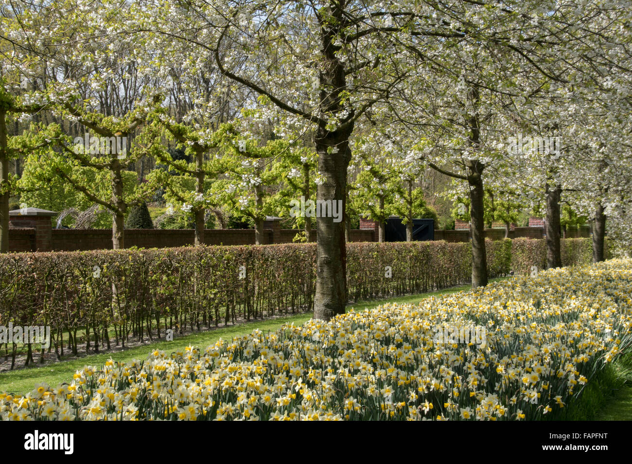 Keukenhof spring garden, Holland Stock Photo