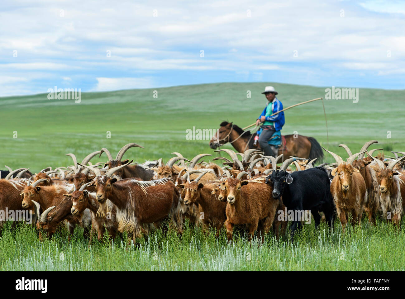 Mongolian nomadic herder on horseback corrals his herd of Kashmir goats, Dashinchilen, Bulgan Aimag, Mongolia Stock Photo