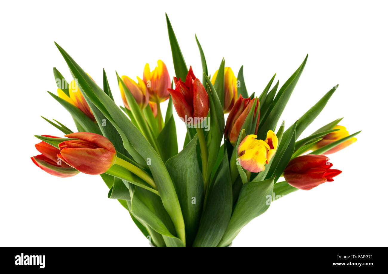 red and yellow tulips on white background Stock Photo - Alamy