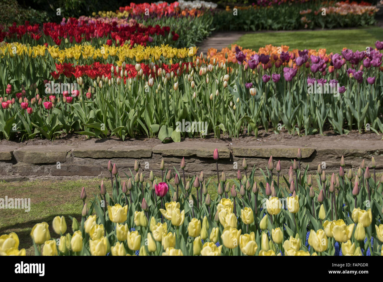 Keukenhof spring garden, Holland Stock Photo