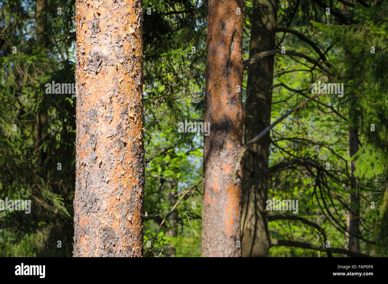 Trunks of pine trees on the background of the forest Stock Photo - Alamy