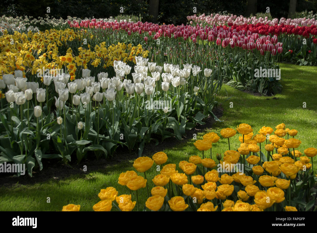 Keukenhof spring garden, Holland Stock Photo