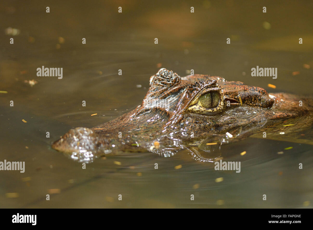 Spectacled Caiman in Tortuguero National Park Stock Photo