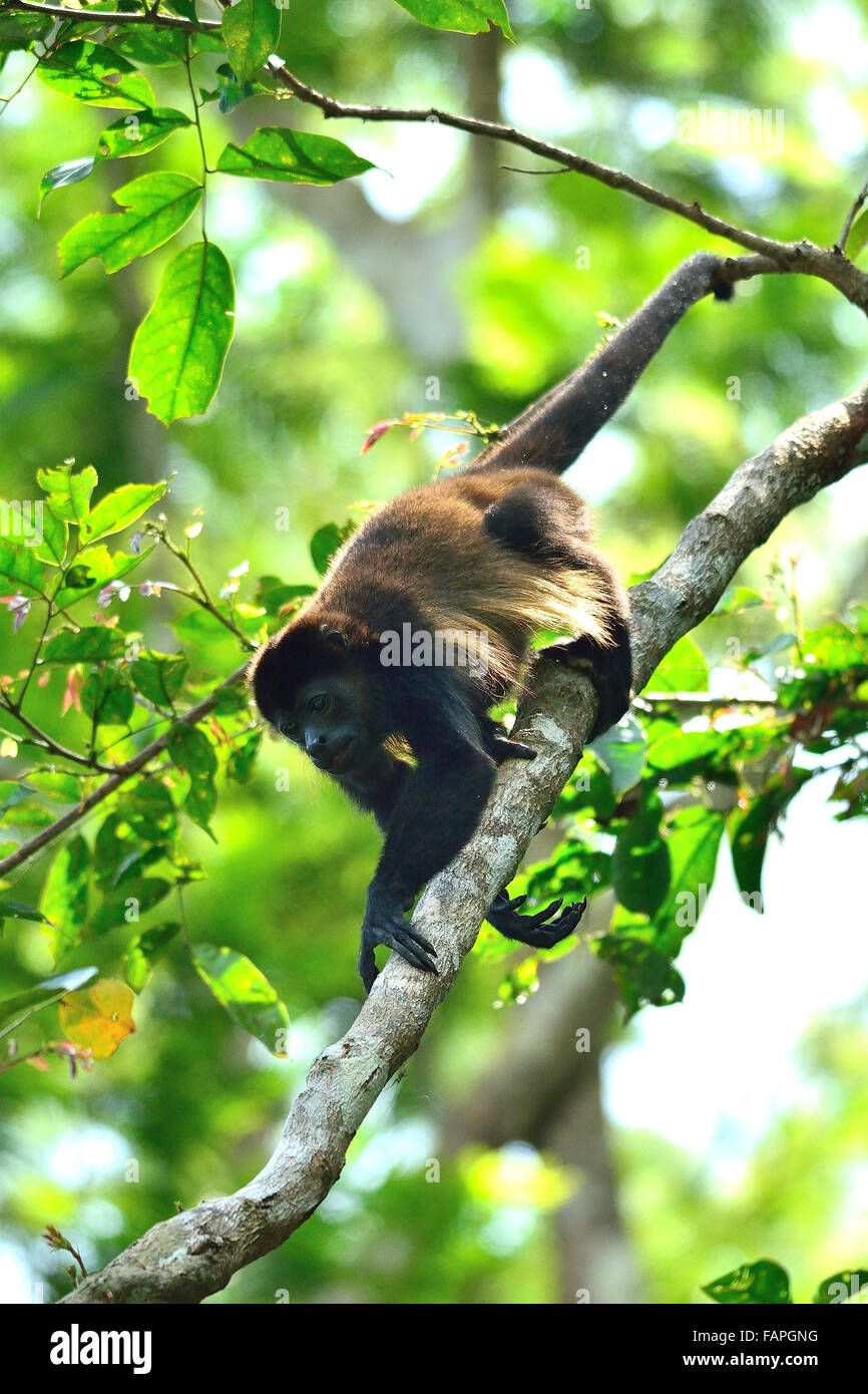 A Mantled Howler Monkey in Costa rica rainforest Stock Photo