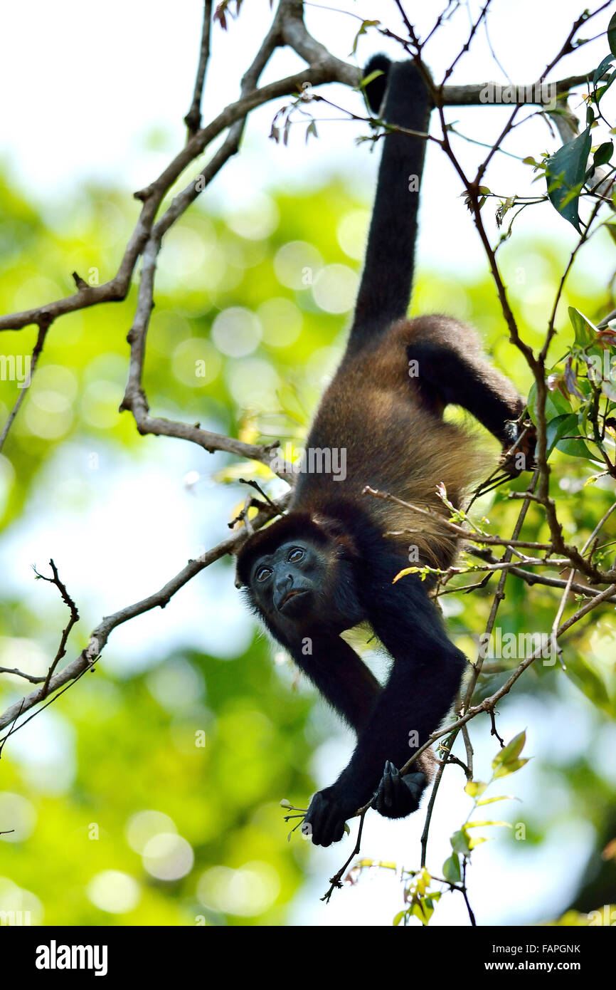 A Mantled Howler Monkey in Costa rica rainforest Stock Photo