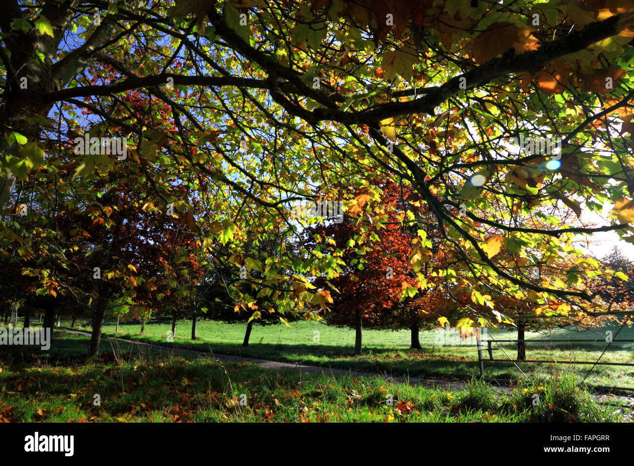 Autumn foliage near Moretonhampstead, Devon. Stock Photo
