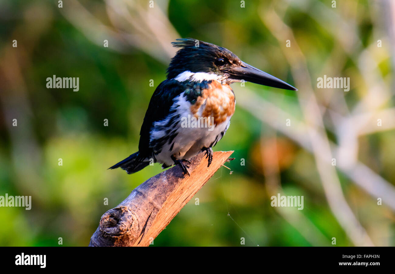 An Amazon Kingfisher perched on a branch Stock Photo