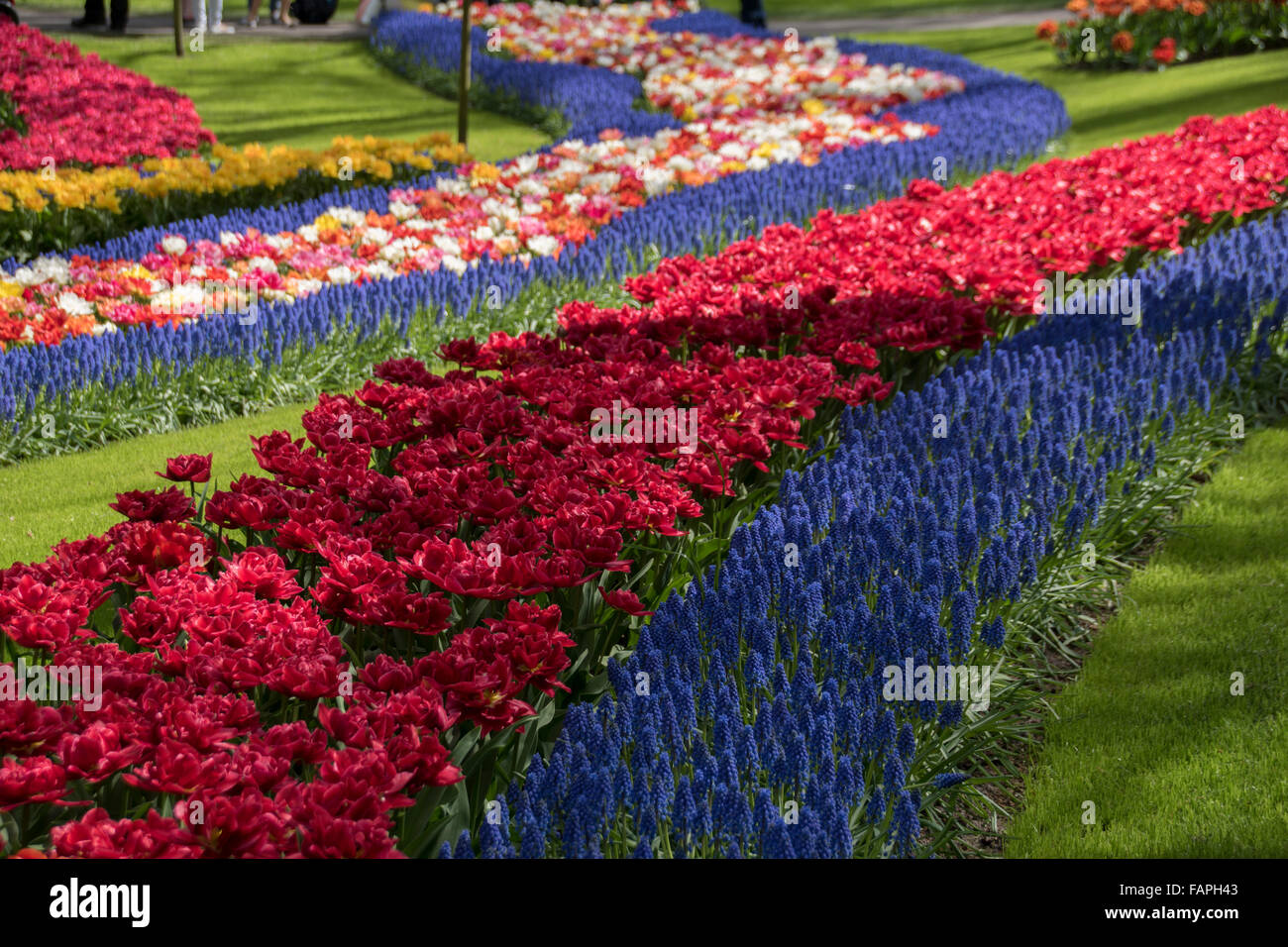 Keukenhof spring garden, Holland Stock Photo