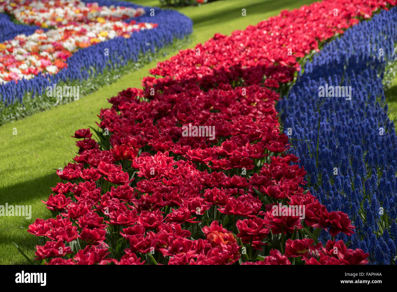 Keukenhof spring garden, Holland Stock Photo