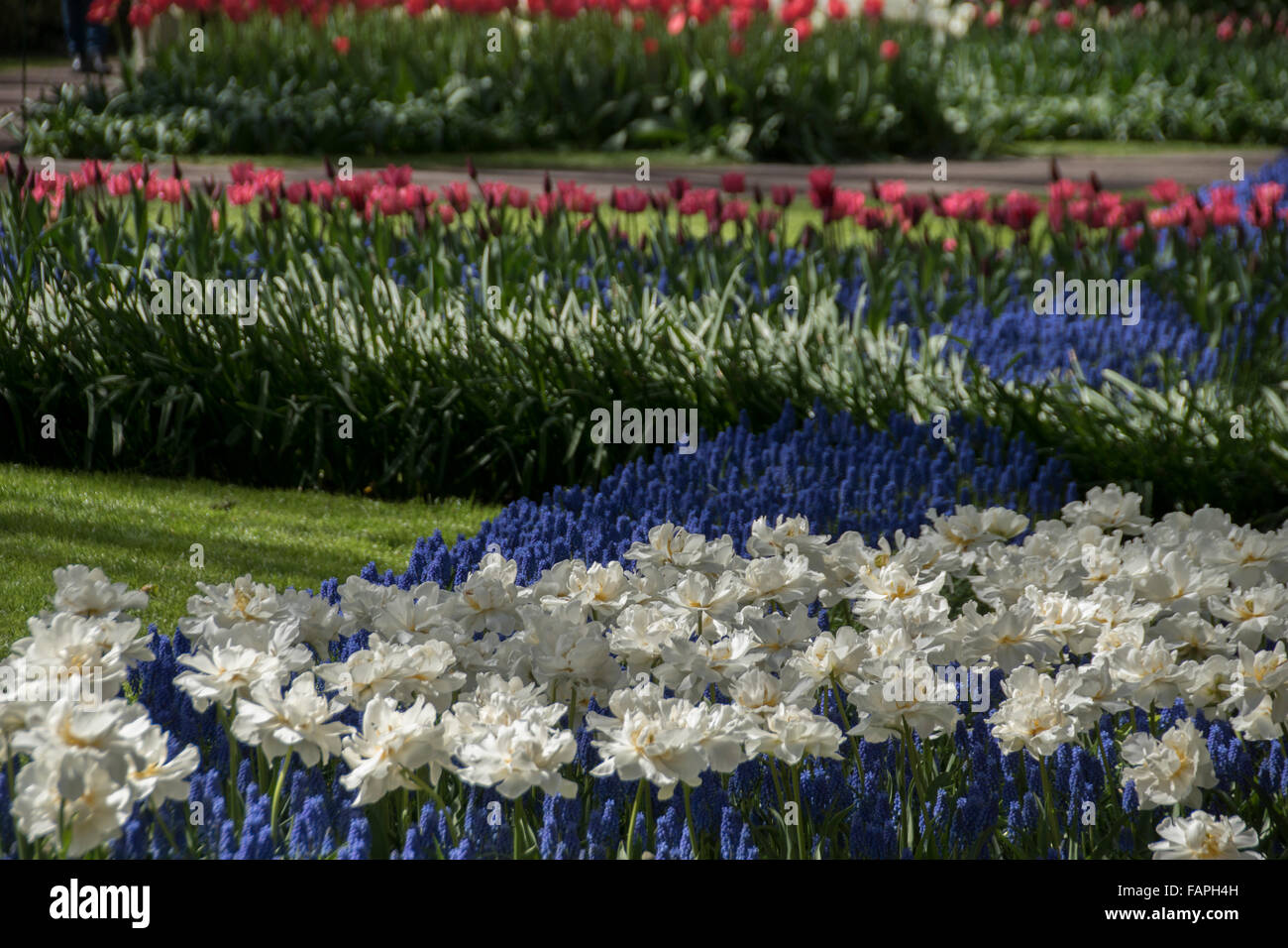 Keukenhof spring garden, Holland Stock Photo