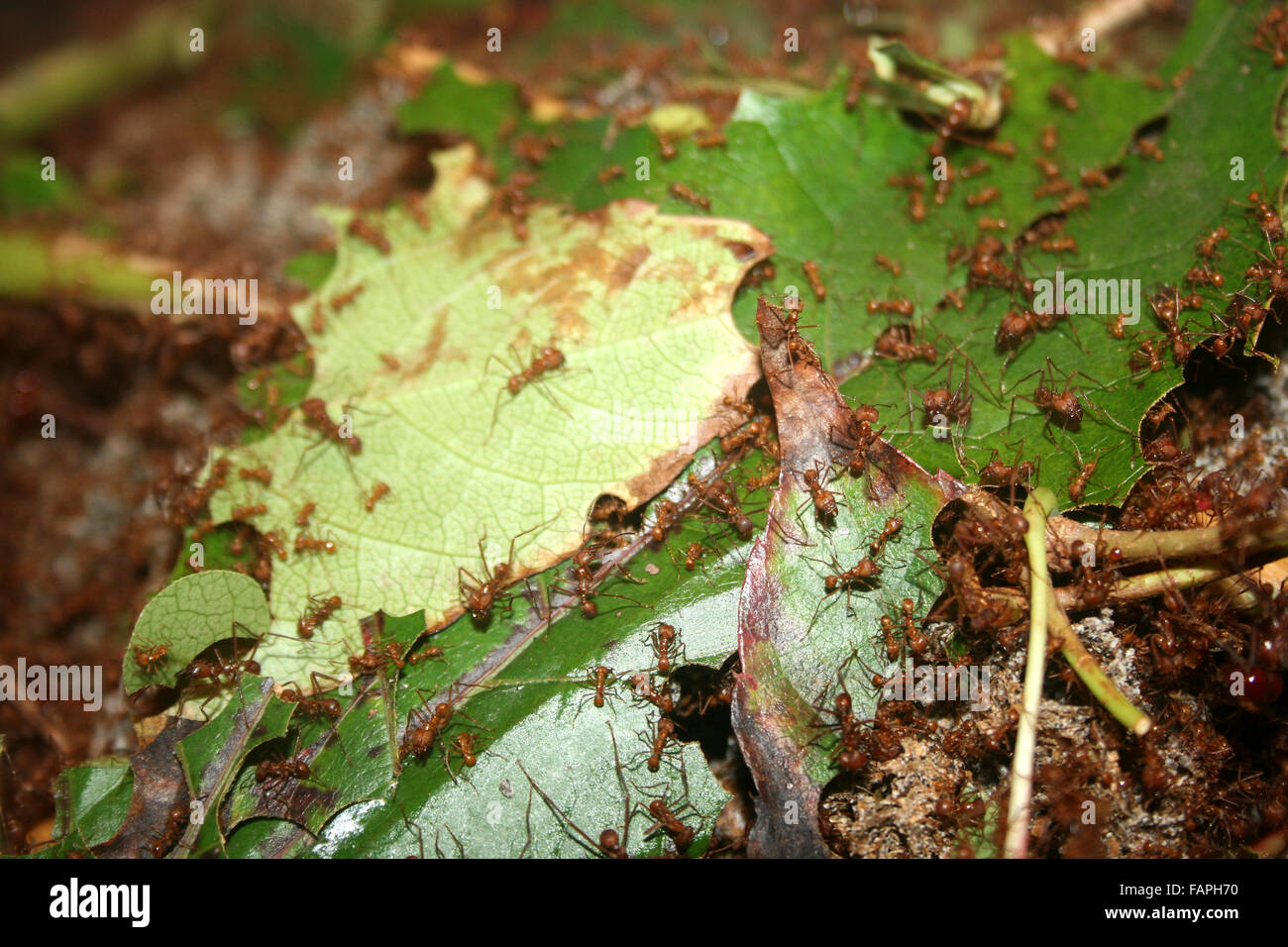 Leaf cutter ants Stock Photo Alamy