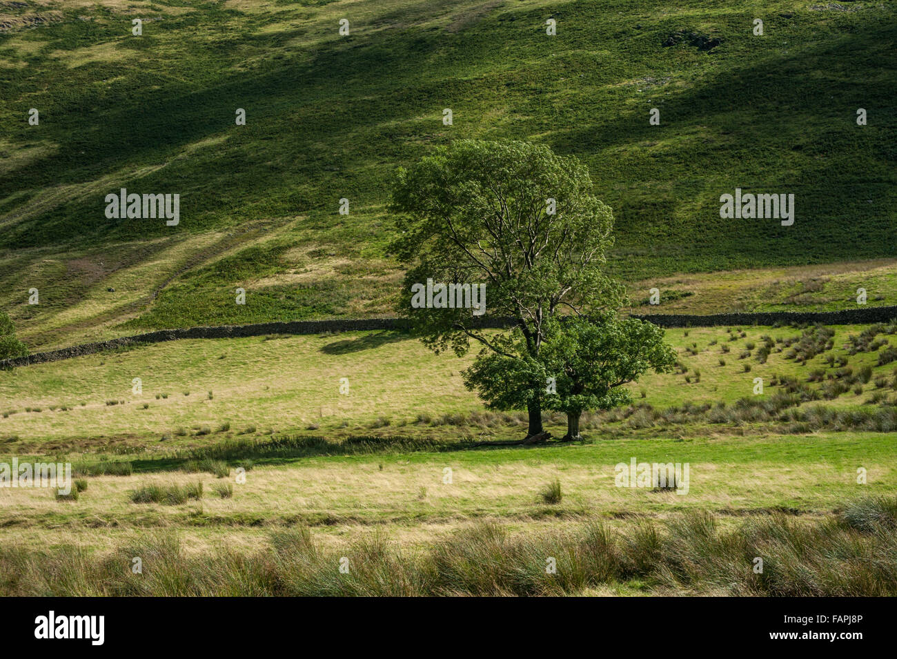 Lone Tree in Boredale the Eastern Fells of Lakeland Stock Photo