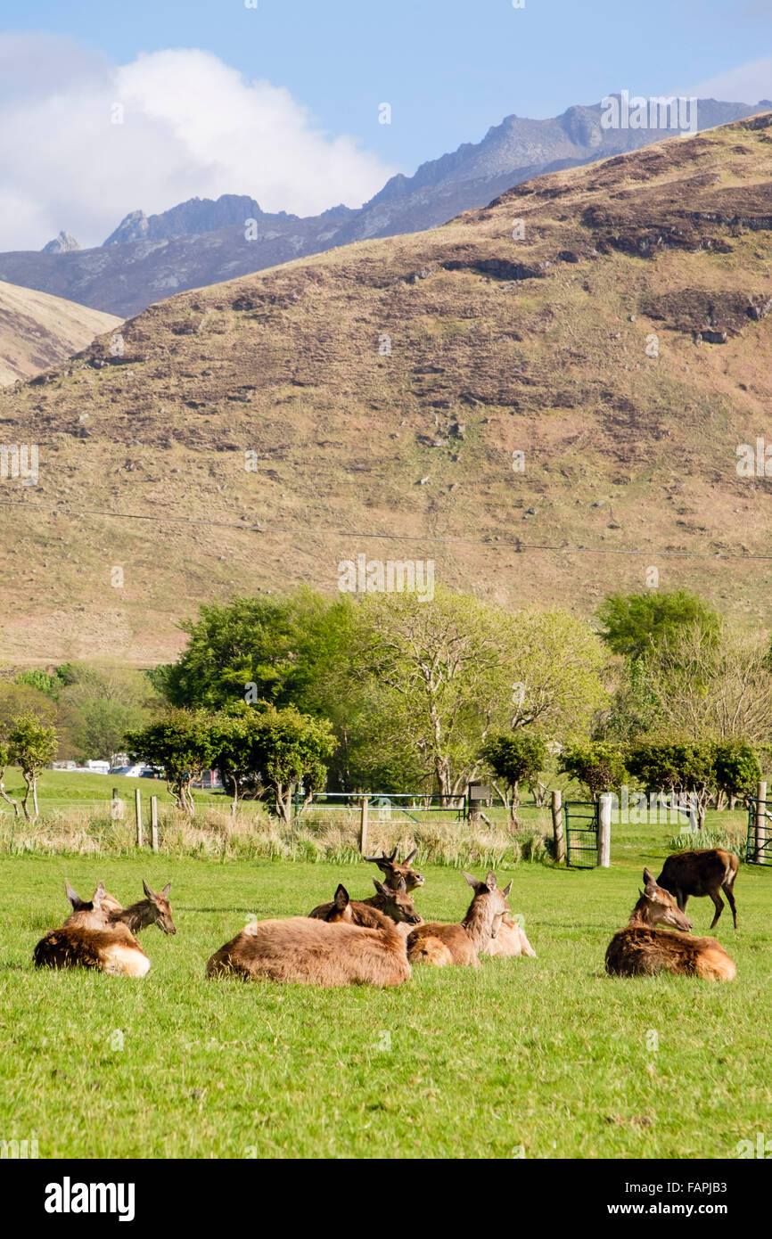 Red deer (Cervus elaphus) herd grazing on golf course. Lochranza, Isle of Arran, North Ayrshire, Scotland, UK, Britain Stock Photo