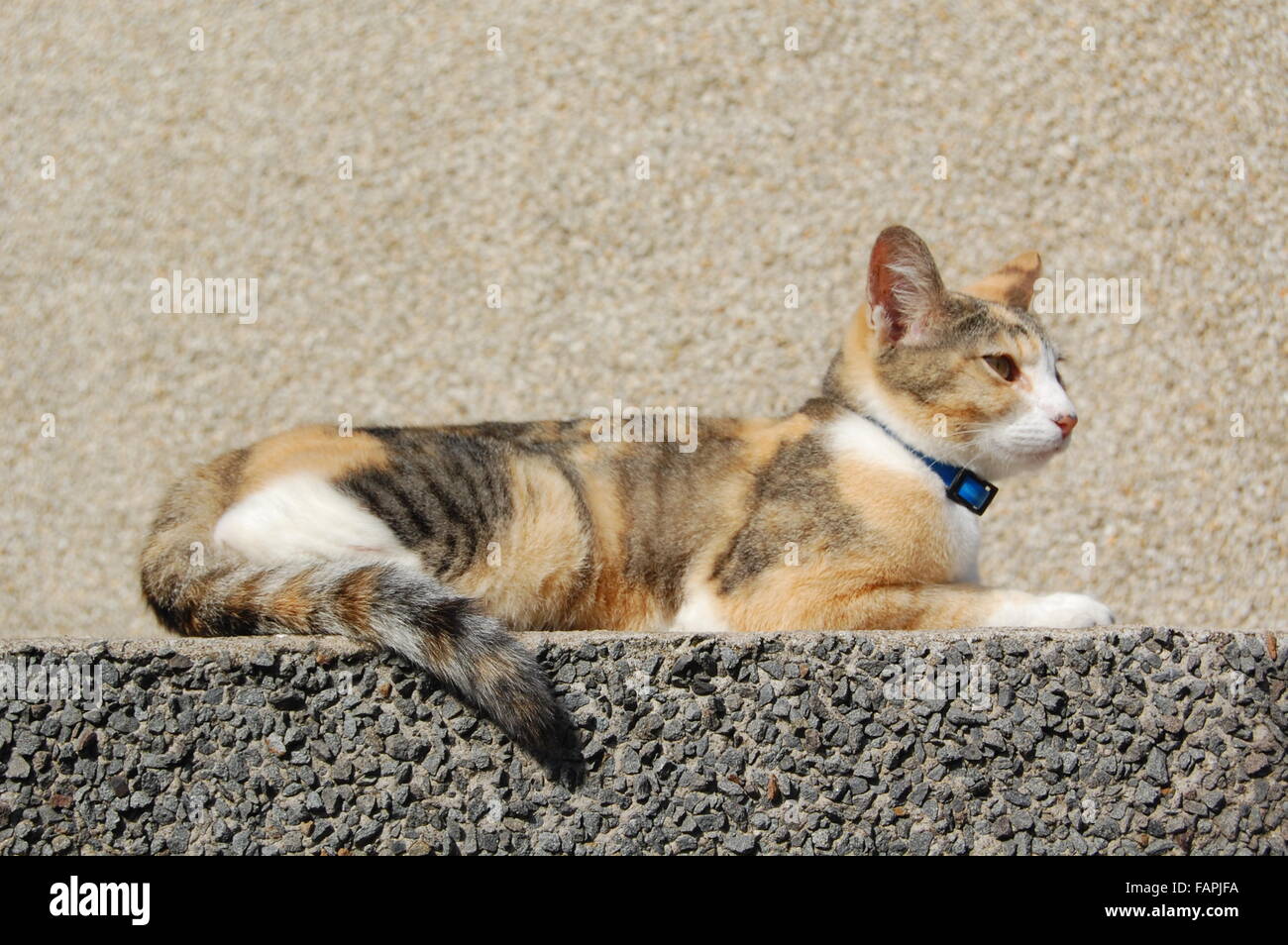 Cat In Profile Lying On A Wall Stock Photo Alamy
