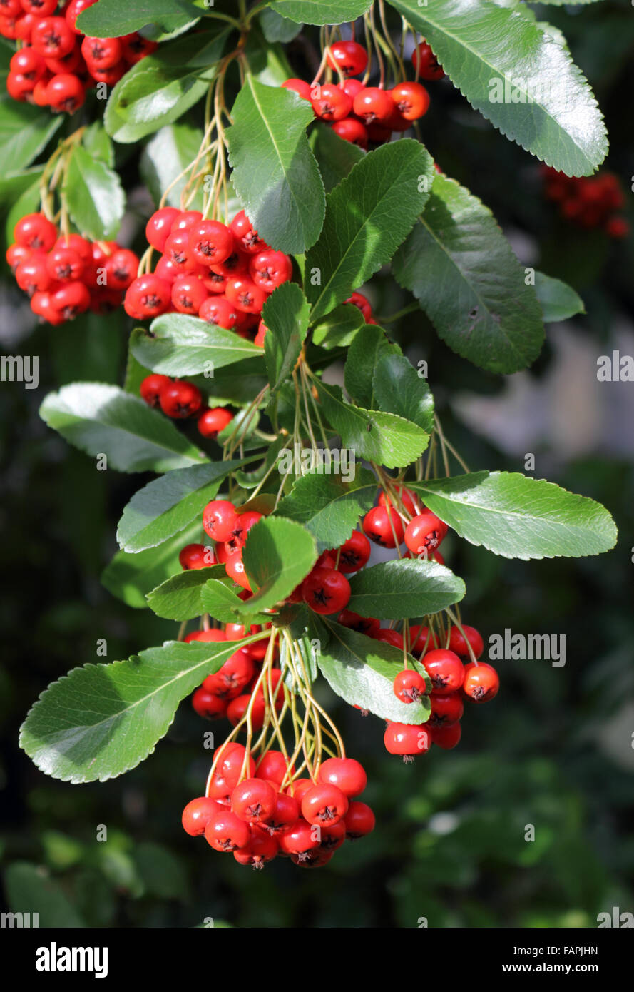 The vibrant red berries in winter of the prickly pyracantha bush Stock