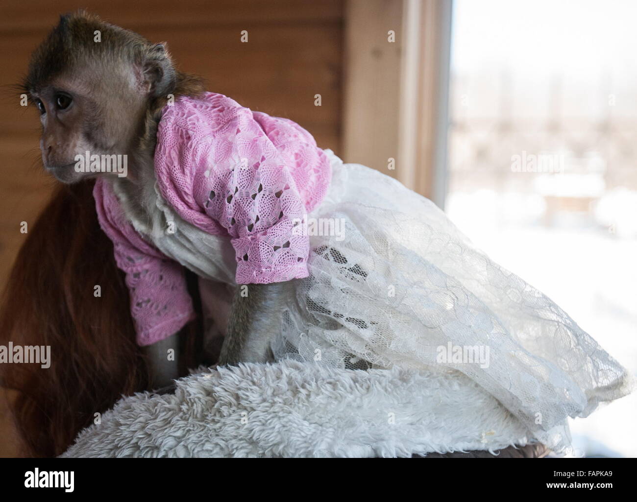 Barnaul Russia 3rd Jan 2016 A Macaque Monkey Called Masya In