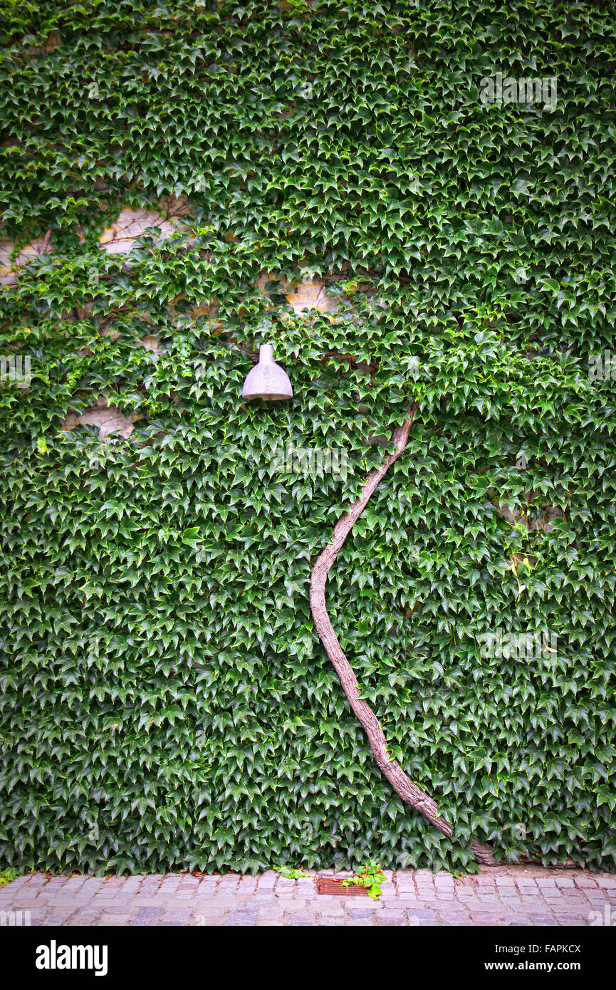 Streetlamp on the green ivy leaves wall Stock Photo