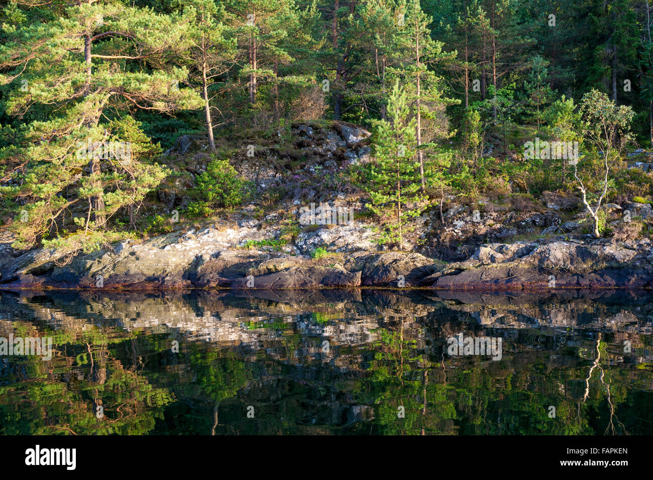 Pine forest and rocky terrain at edge of fjord Langøy, Kragerø, Norway Stock Photo