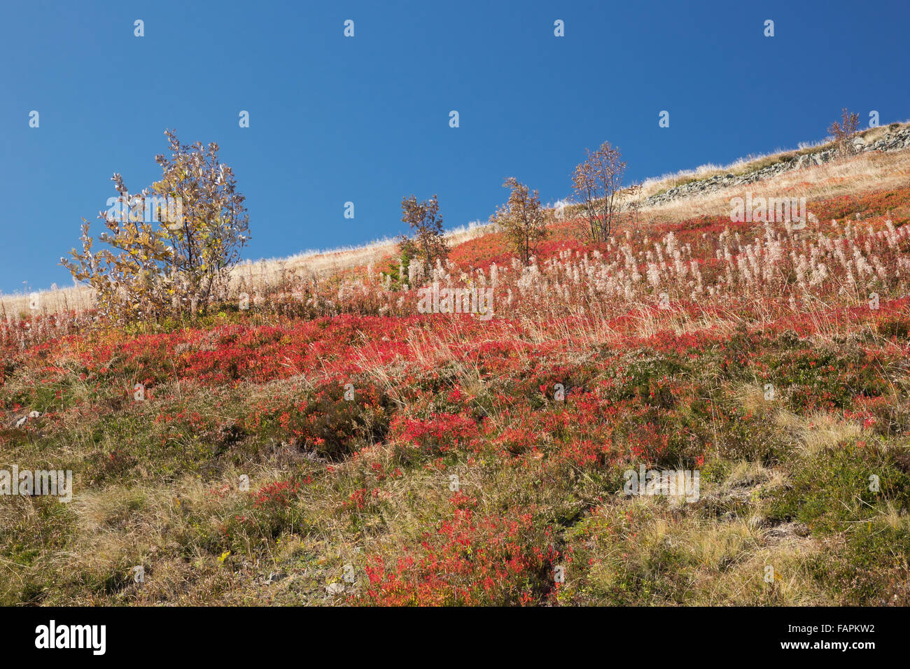 Mountainside of the Grand Ballon in autumn colors Stock Photo