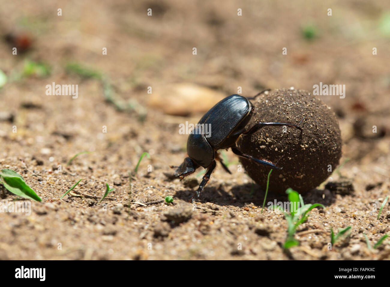Dung beetle rolling dung Family: Scarabaeidae Malawi  November 2012 Stock Photo