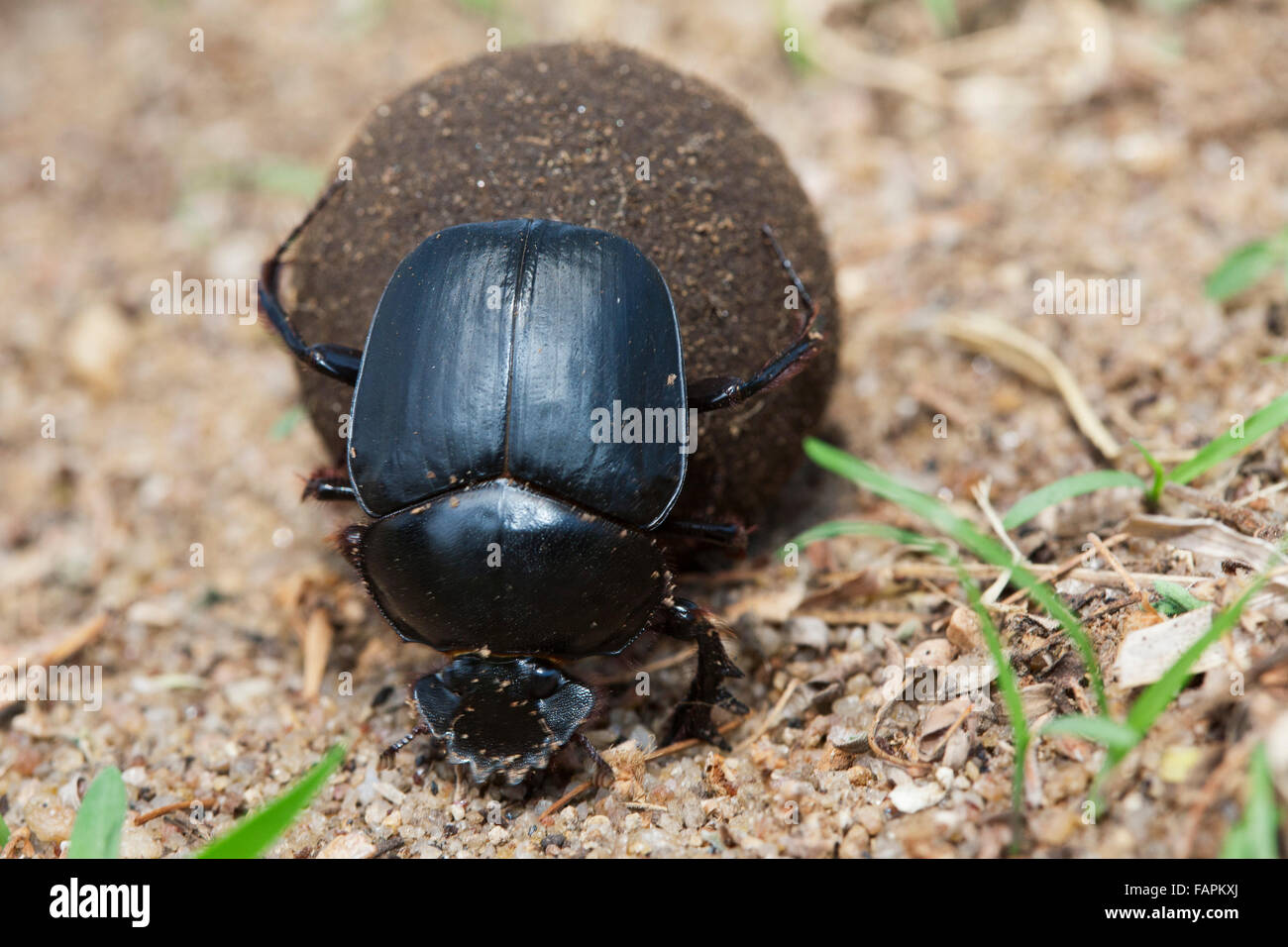 Dung beetle rolling dung Family: Scarabaeidae Malawi  November 2012 Stock Photo