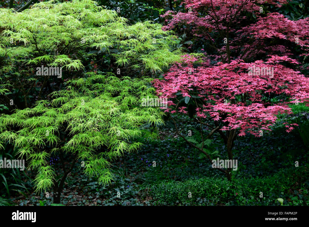 Acer palmatum Aoyagi gawa Acer Bloodgood red green leaves foliage combination contrast planting scheme trees acers RM Floral Stock Photo