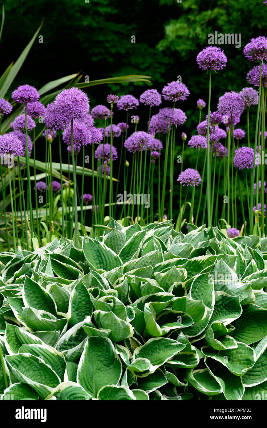 allium purple sensation hosta francee purple green variegated foliage