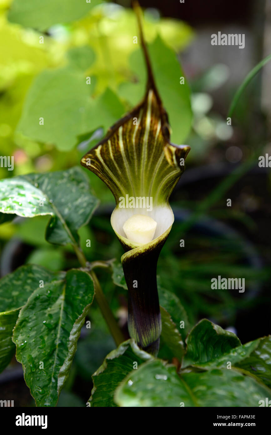 Arisaema Sikokianum Purple Brown And White Hooded Flower Cobra Lily Stock Photo Alamy