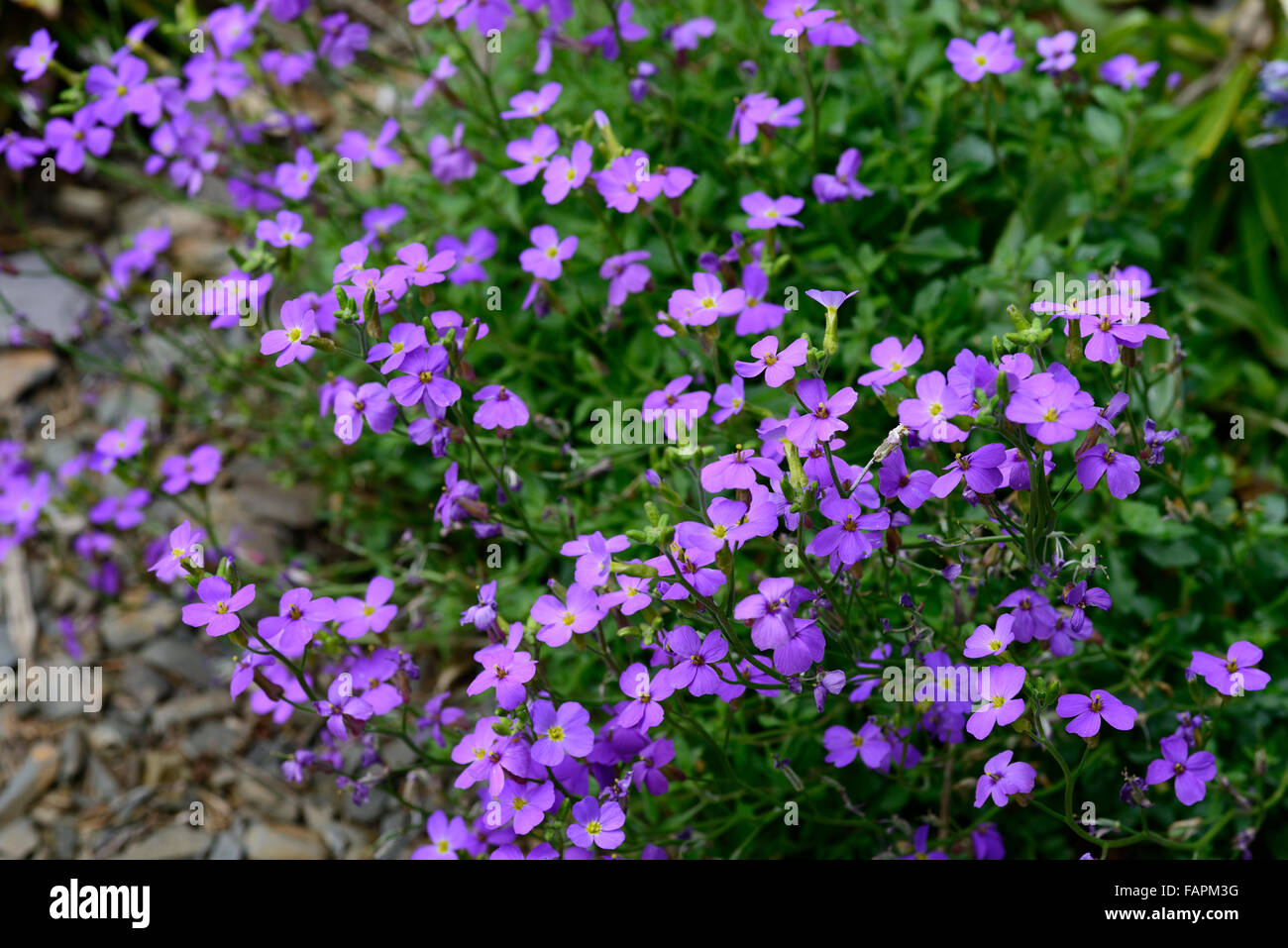 aubrieta deltoidea purple rock cress cresses flower flowers flowering