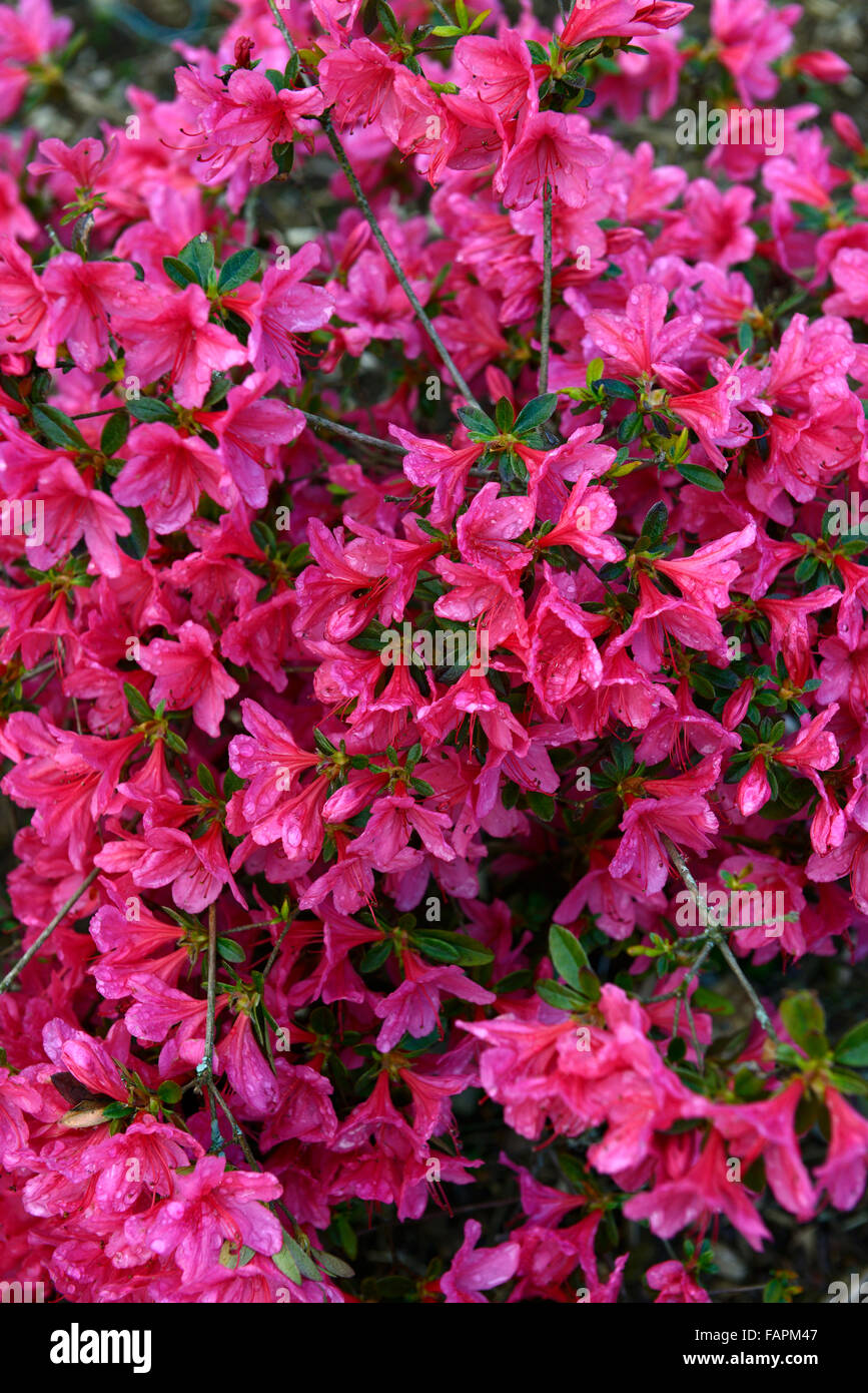 azalea kathleen pink flower flowers flowering display spring shrubs