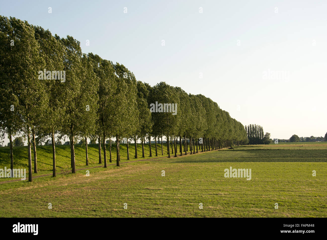 View of a row of poplar trees next to a meadow Stock Photo