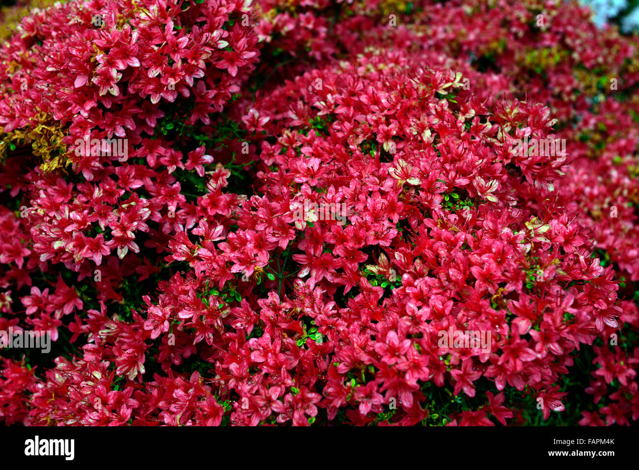 azalea kurume rasho mon red flower flowers flowering display spring shrubs blossom kennedy park wexford RM Floral Stock Photo