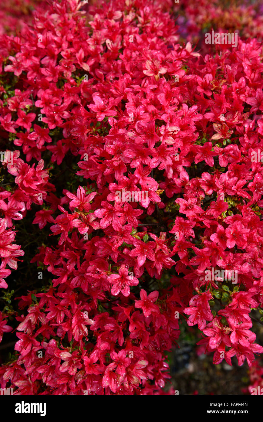 azalea kurume rasho mon red flower flowers flowering display spring shrubs blossom kennedy park wexford RM Floral Stock Photo
