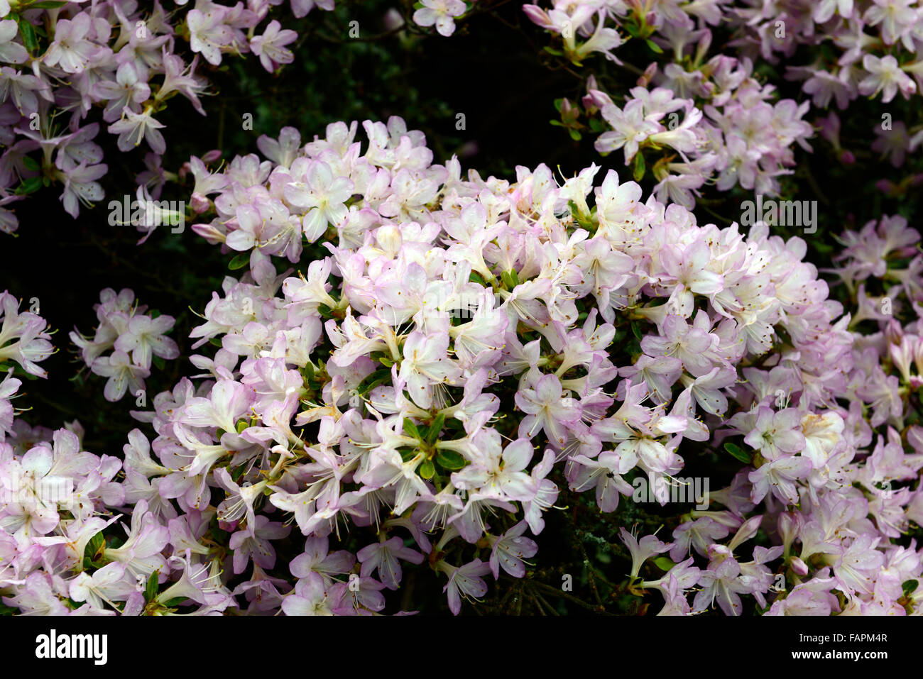 azalea kurume shin sekai white pink flower flowers flowering