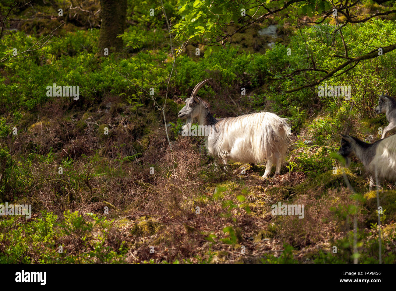 Feral goats browsing in undergrowth on the sides of the Rhinog mountain range. Welsh wild goats in the Rhinogs. Stock Photo