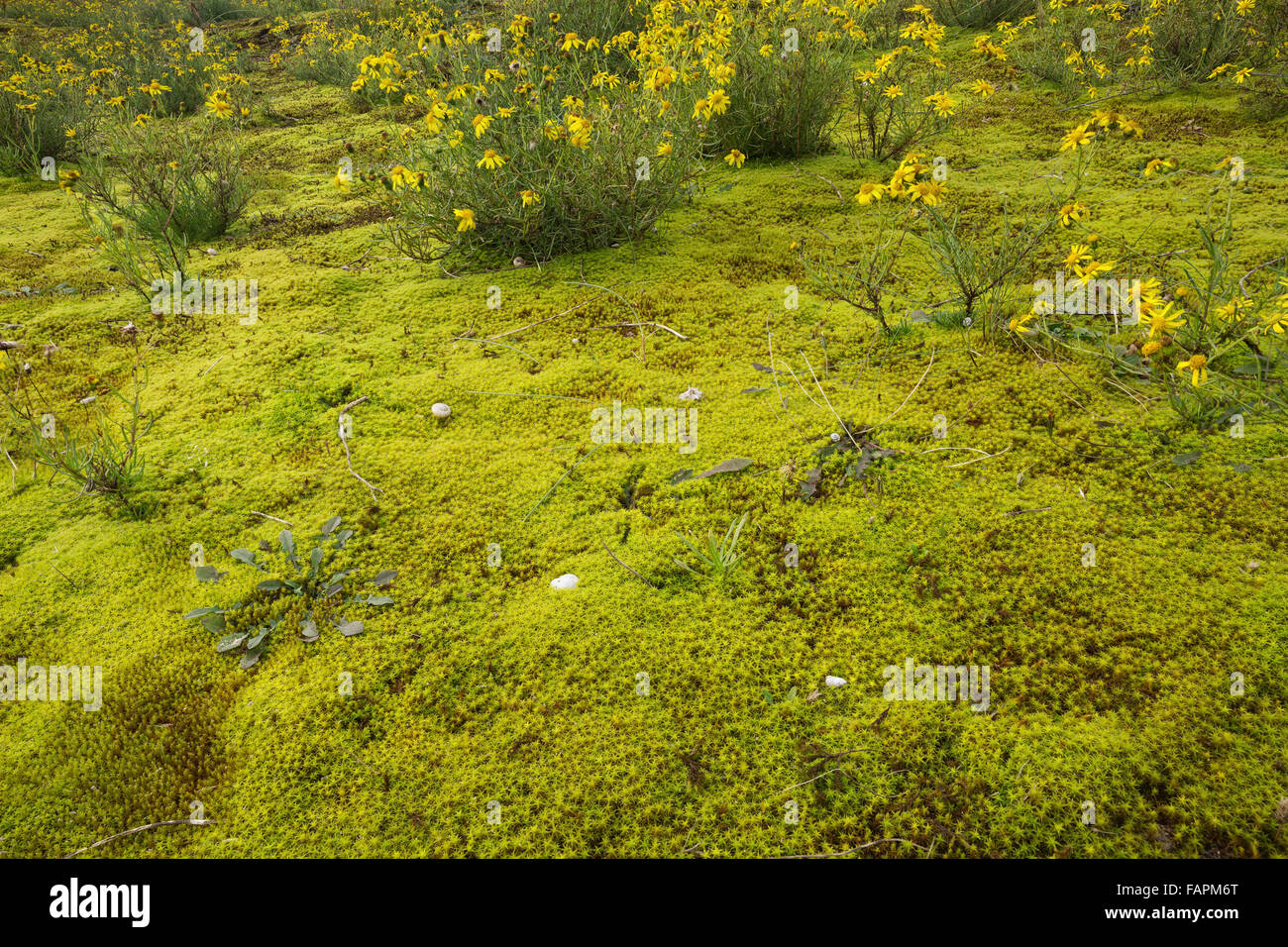 Star moss and blooming narrow-leaved ragwort in the dunes at the Belgian coast Stock Photo