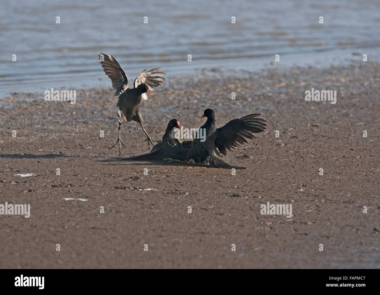 Moorhen, Gallinula chloropus, two birds fighting, in flight third bird present, Stock Photo